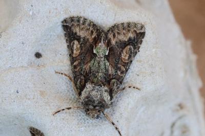 <i>Allophyes oxyacanthae</i>