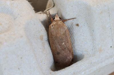 <i>Noctua pronuba</i>
