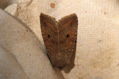 <i>Leptologia lota</i>