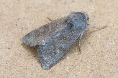 <i>Luperina testacea</i>