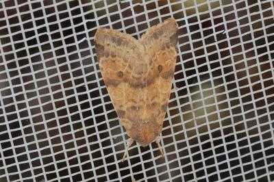 <i>Cirrhia ocellaris</i>