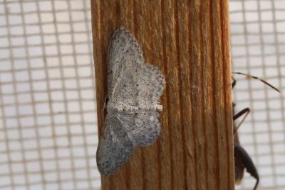 <i>Idaea seriata</i>