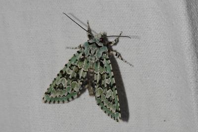 <i>Griposia aprilina</i>