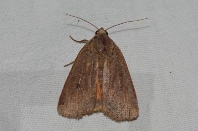 <i>Noctua comes</i>