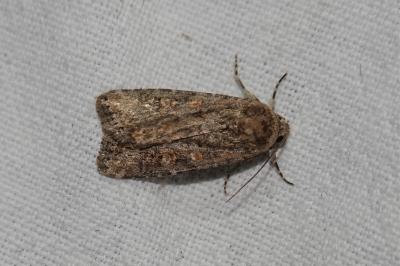 <i>Spodoptera exigua</i>
