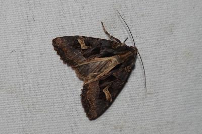 <i>Trigonophora jodea</i>