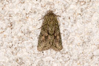 <i>Dryobotodes eremita</i>