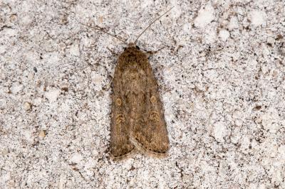 <i>Spodoptera exigua</i>