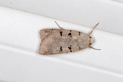 <i>Eugnorisma glareosa</i>