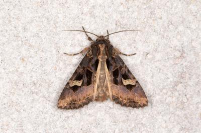 <i>Trigonophora flammea</i>