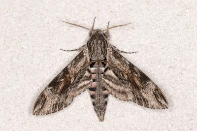<i>Agrius convolvuli</i>