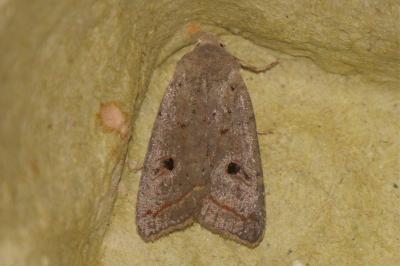 <i>Leptologia lota</i>