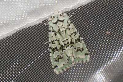 <i>Griposia aprilina</i>