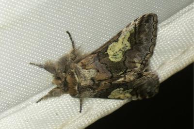 <i>Diloba caeruleocephala</i>