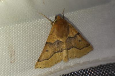 <i>Crocallis tusciaria</i>