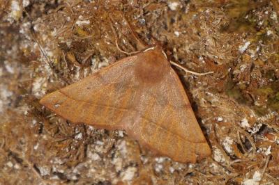 <i>Colotois pennaria</i>