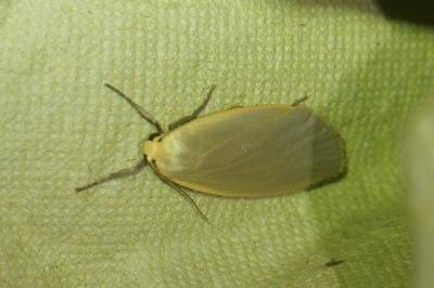 <i>Collita griseola</i>