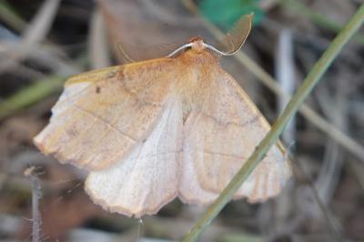 <i>Colotois pennaria</i>