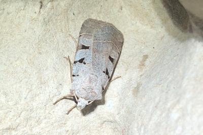<i>Eugnorisma glareosa</i>