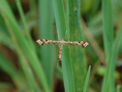 <i>Amblyptilia acanthadactyla</i>