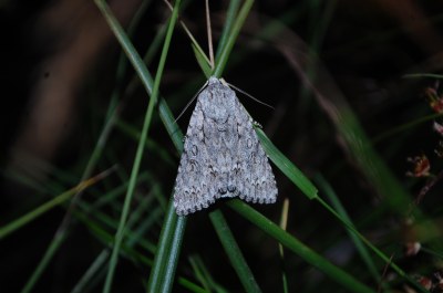 <i>Acronicta aceris</i>
