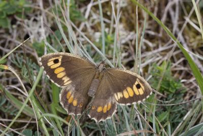 <i>Arethusana arethusa</i>