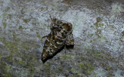 <i>Phigaliohybernia aurantiaria</i>