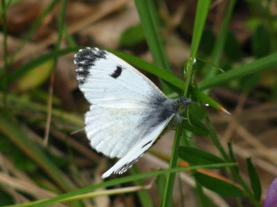 <i>Anthocharis cardamines</i>