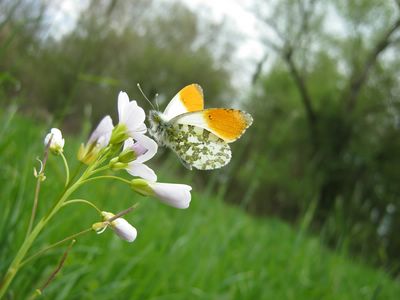 <i>Anthocharis cardamines</i>