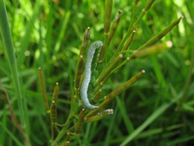 <i>Anthocharis cardamines</i>