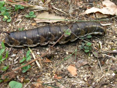 <i>Agrius convolvuli</i>