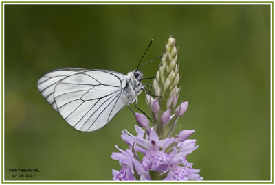 <i>Aporia crataegi</i>