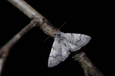 <i>Achlya flavicornis</i>