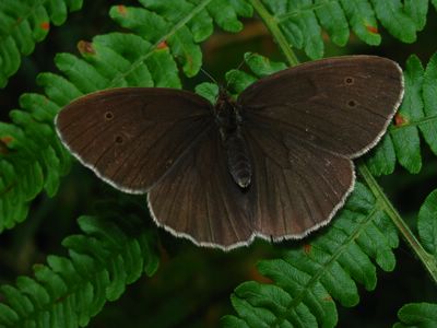 <i>Aphantopus hyperantus</i>
