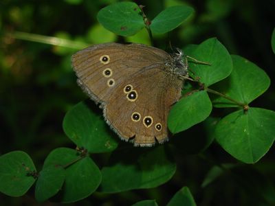 <i>Aphantopus hyperantus</i>