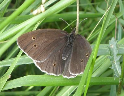 <i>Aphantopus hyperantus</i>