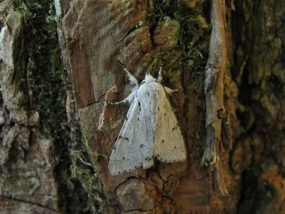 <i>Acronicta leporina</i>