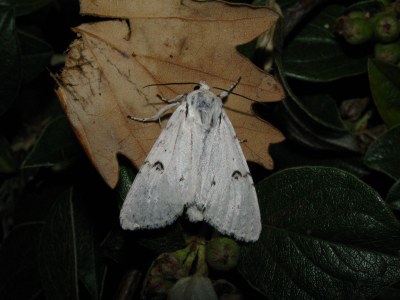 <i>Acronicta leporina</i>