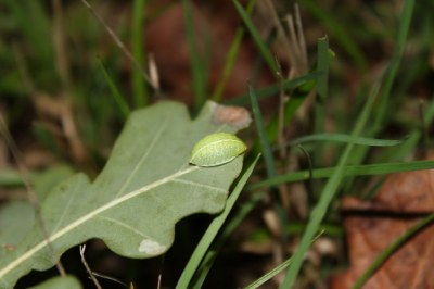 <i>Apoda limacodes</i>
