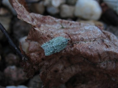 <i>Acleris literana</i>
