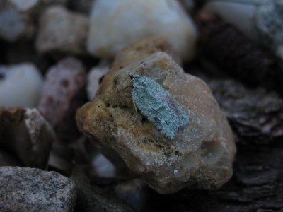 <i>Acleris literana</i>