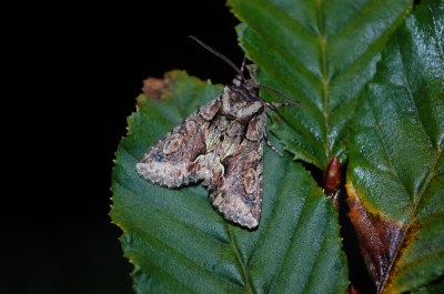 <i>Allophyes oxyacanthae</i>