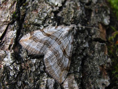 <i>Aplocera plagiata</i>