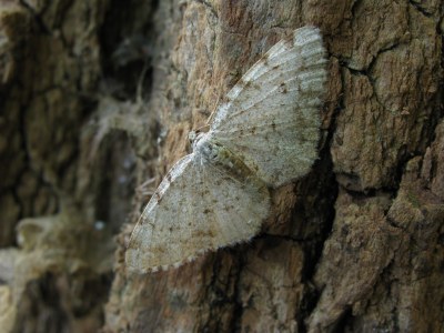 <i>Aethalura punctulata</i>