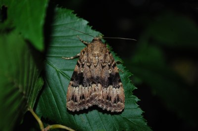 <i>Amphipyra pyramidea</i>