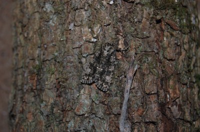 <i>Acronicta rumicis</i>