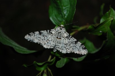 <i>Biston betularia</i>