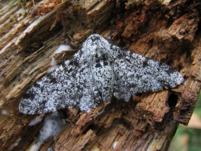 <i>Biston betularia</i>