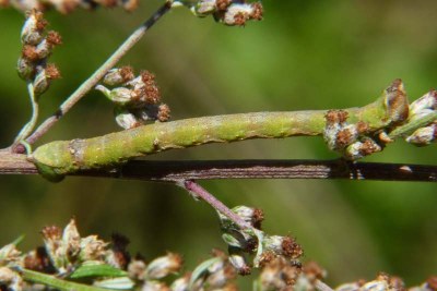 <i>Biston betularia</i>