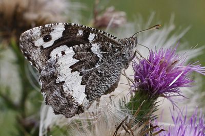 <i>Brintesia circe</i>